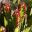 Euphorbia griseola